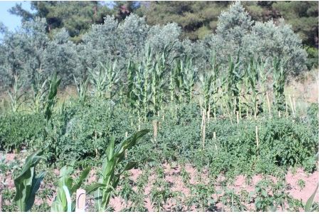 Fotoğraf 2.11. Zeytin ve Diğer Ürünlerin Beraber Ekim Yapıldığı Alan.