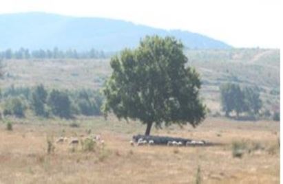 Fotoğraf 2.13. Haydariye Köyünde Yapılan Küçükbaş Hayvancılık Faaliyetleri.