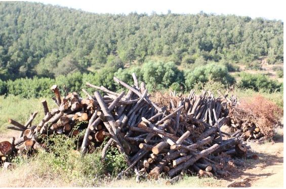 Fotoğraf 2.17. Haydariye Köyü Çevresine Yapılmakta Olan Ormancılık Faaliyetlerinden Bir Görünüm.