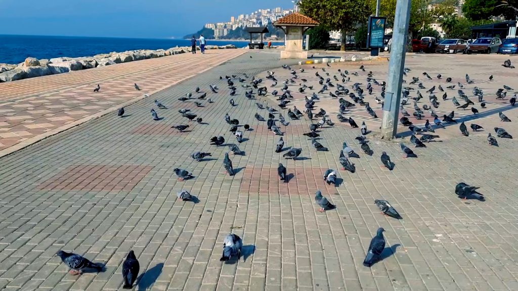 Gemlik Gezi Rehberi
